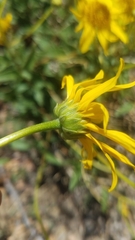 Helianthus gracilentus