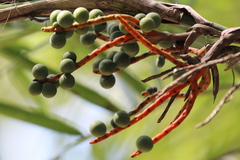 Chamaedorea seifrizii