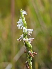 Spiranthes lacera gracilis