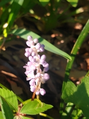 Liriope spicata