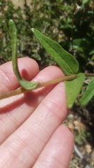 Helianthus gracilentus
