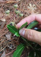 Chimaphila umbellata