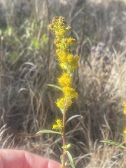 Solidago spathulata