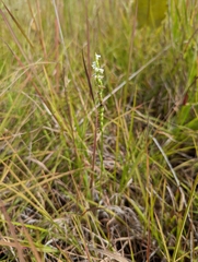 Spiranthes lacera gracilis