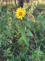 Silphium radula