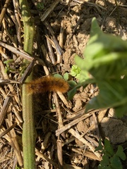Phragmatobia fuliginosa