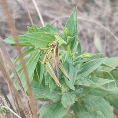 Hesperotettix viridis