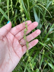 Diarrhena obovata