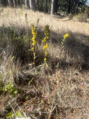 Solidago spathulata