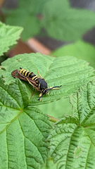 Pennisetia marginatum