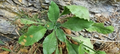 Hieracium murorum