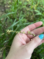 Diarrhena obovata