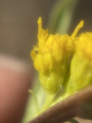 Solidago spathulata