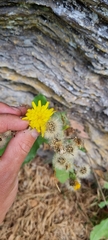 Hieracium murorum