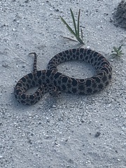 Sistrurus miliarius barbouri