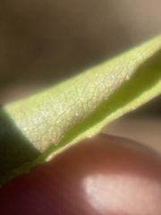 Solidago spathulata