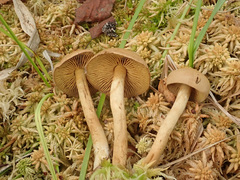 Cortinarius tubarius