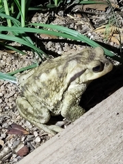 Bufo spinosus