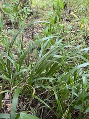 Diarrhena obovata