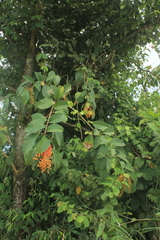 Citharexylum poeppigii