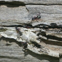 Dolichoderus scabridus