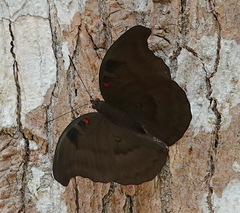 Dophla evelina