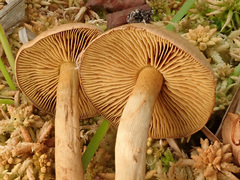 Cortinarius tubarius