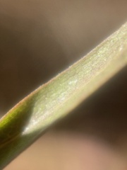 Solidago spathulata