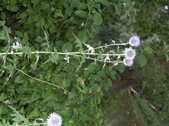 Echinops bannaticus