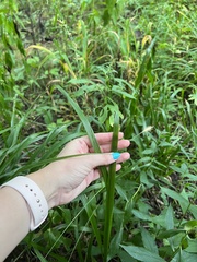Diarrhena obovata