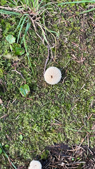 Lycoperdon marginatum