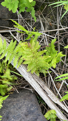 Thelypteris palustris pubescens