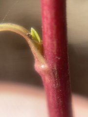 Solidago spathulata