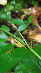 Macremphytus testaceus