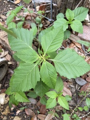 Euphorbia davidii