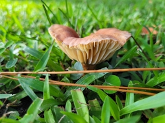 Lactifluus hygrophoroides