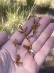 Arceuthobium littorum