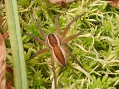 Dolomedes