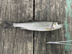 Semotilus corporalis