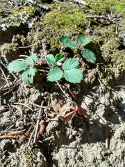 Fragaria