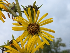 Silphium laciniatum