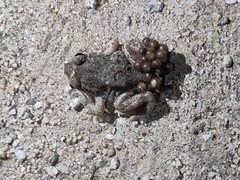 Alytes obstetricans almogavarii