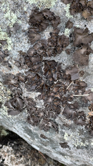 Umbilicaria muhlenbergii