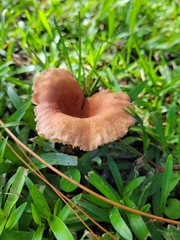 Lactifluus hygrophoroides