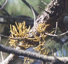 Arceuthobium littorum