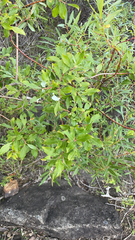 Salix bebbiana