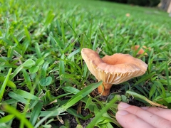 Lactifluus hygrophoroides