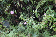 Melastoma septemnervium