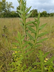 Silphium laciniatum