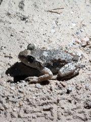 Alytes obstetricans almogavarii